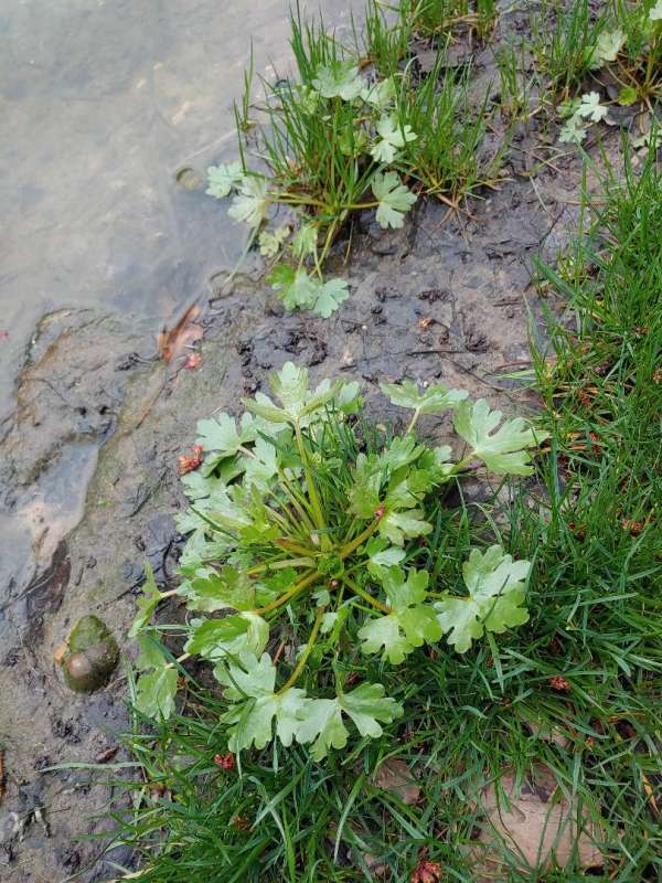 Attached picture aquatic plant 1.jpg